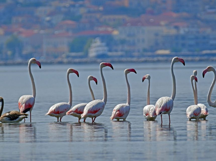 flamingο