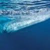 balaenoptera physalus frederic bassemayouse wwf