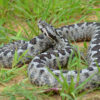 Kalaentzis vipera ammodytes