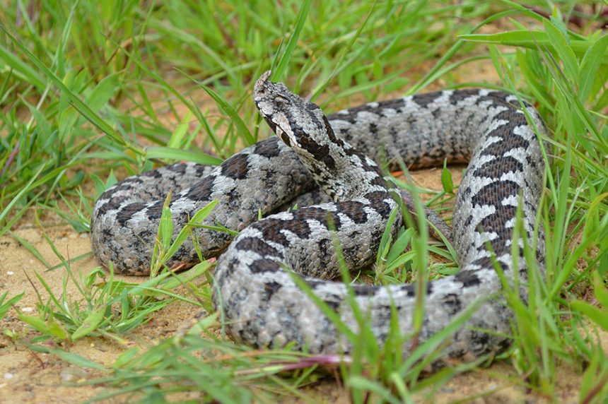 Kalaentzis vipera ammodytes