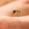kounoupia katapolemisi