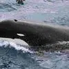 orka