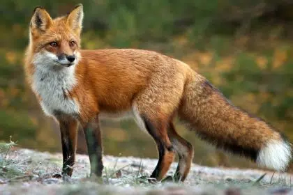 ffxxlaopoour000