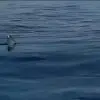 shark2 768x391σ