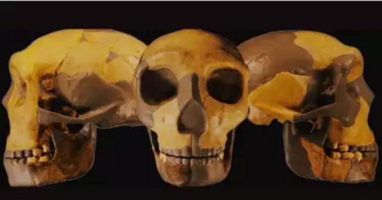 Ancient Skull Unearthed In China 64d37ef930a9e 768x403 1