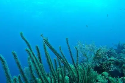 oceans deep info
