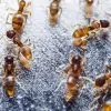 ants
