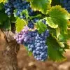 vines 1747224 1280