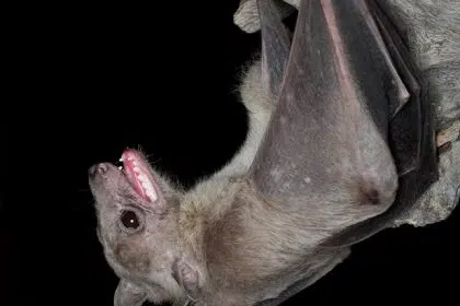 Bat 1 2