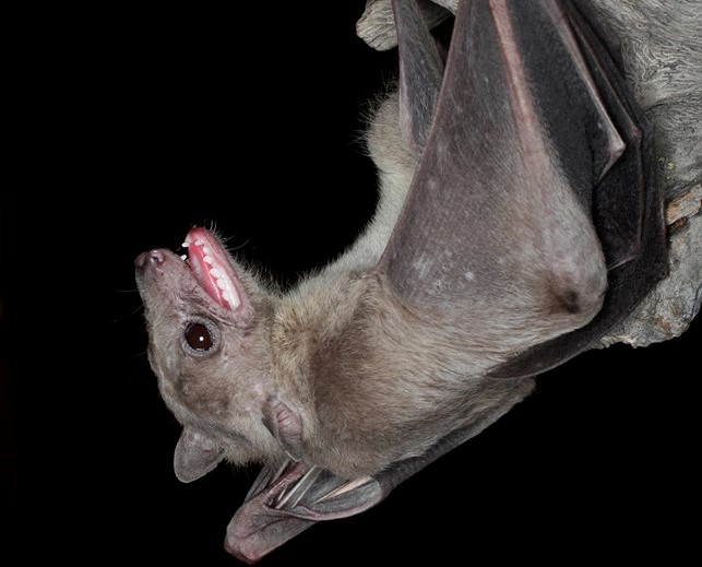 Bat 1 2