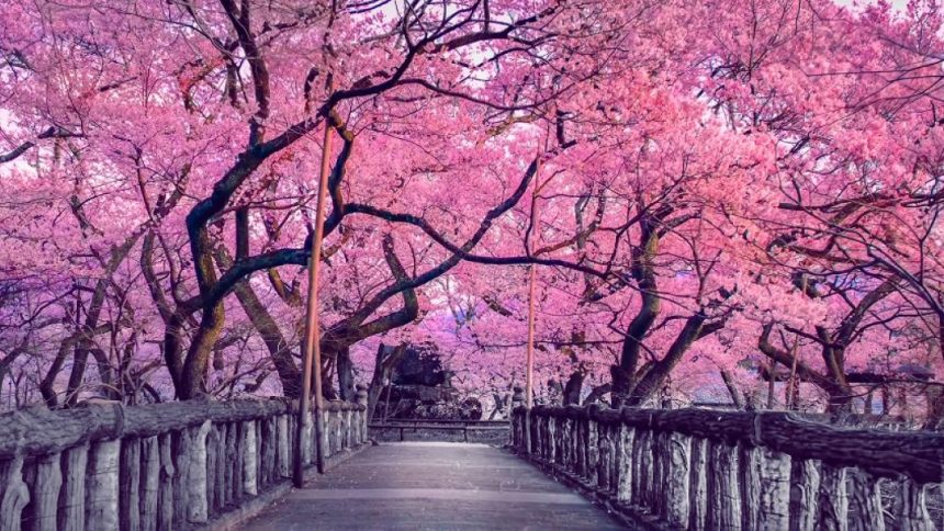 sakura blossoms
