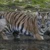 Η τίγρη της Σουμάτρας
