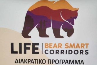 προστασία καφέ αρκούδας